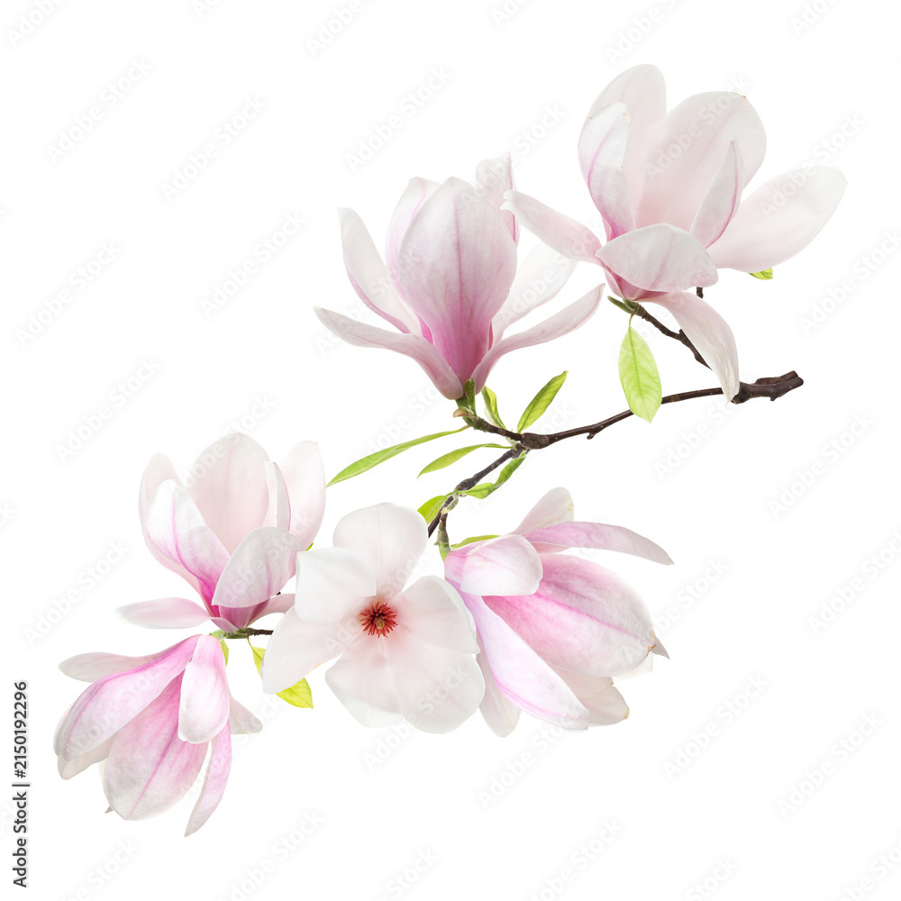 Obraz premium Magnolia plant branch with beautiful flowers on transparent background