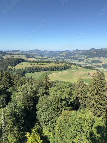Green Valley Seen Through Treetops in Switzerland