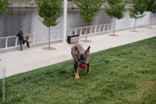 A curious French Bulldog dashes across green grass, gripping a red ball, with a riverside promenade and pedestrians in the background. Energetic, playful scene suitable for lifestyle and pet themes.