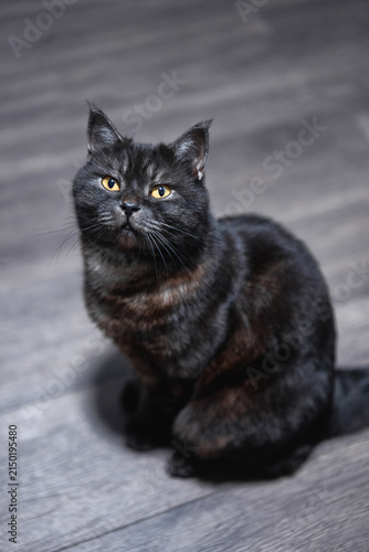 Black cat with vivid yellow eyes sits attentively on a wooden floor, captured in a soft indoor pet portrait. The feline's glossy fur and curious expression convey calm, warmth, and companionship.