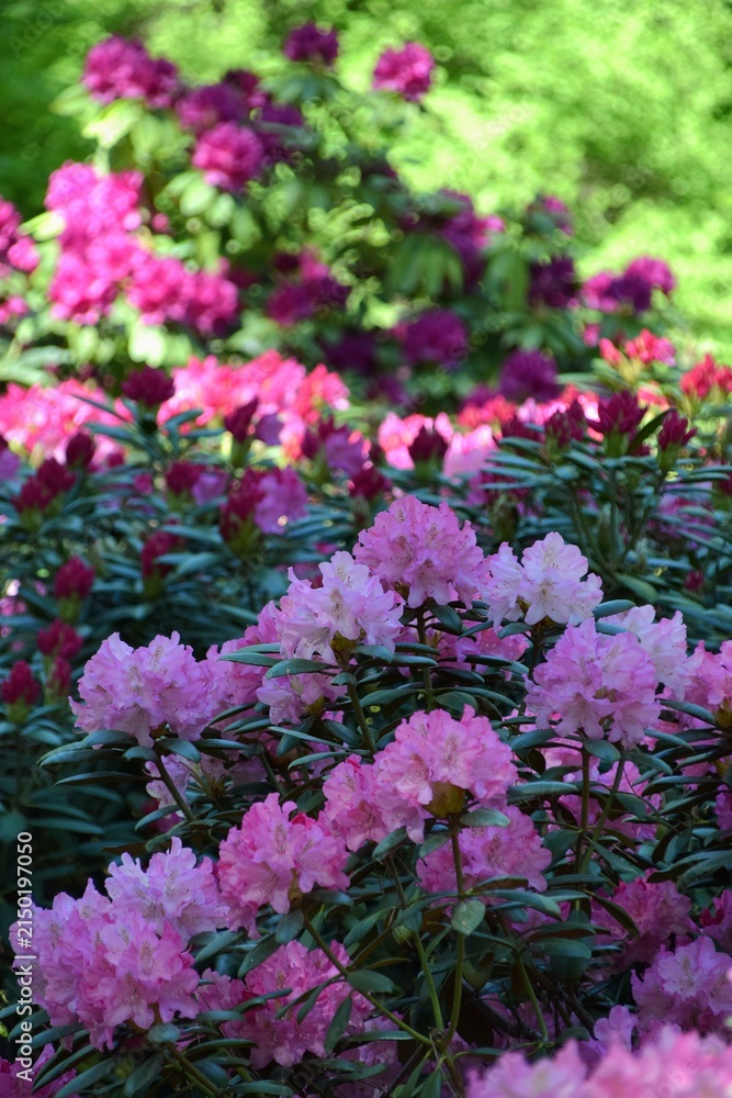Obraz premium Lush Pink Rhododendron Bushes Blooming in a Green Spring Garden