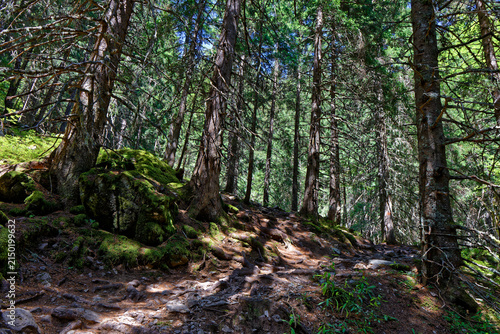 A forest path in the Belledonne massif