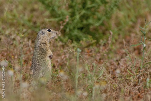 Citellus citellus, European ground squirrel, common ground squirrel, rodents, rodentia, Bulgaria, mammals, rodents, mammals, ground squirrels