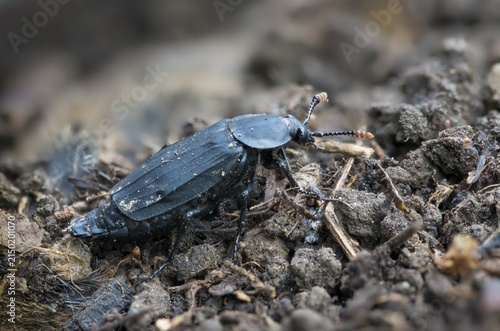 Carrion beetle, bshore sexton beetle, necrodes littoralis, silphidae, carrion beetle, gravedigger, beetle, coleoptera, insects, beetles, gravedigger