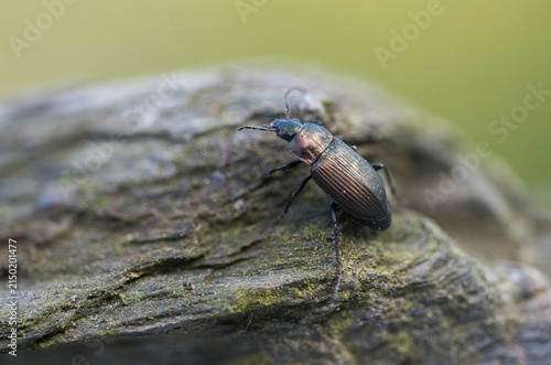 Carabidae, Coppery-Green Predatory Ground Beetle, copper-colored grave runners, coppery shoulder-runners, Poecilus cupreus, beetles, coleoptera, insects, beetles, ground beetles
