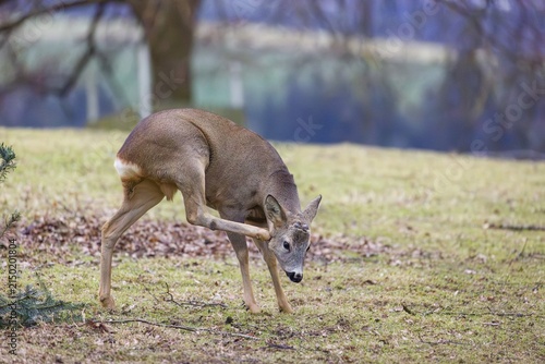 A male roe deer (Capreolus capreolus) stands in a meadow, scratching his head with his hind leg