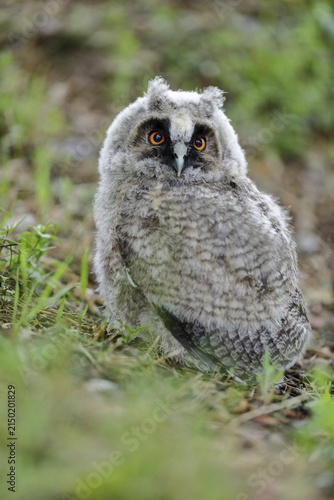 Long-eared owl (Asio otus) young bird sits on the ground, Burgenland, Austria