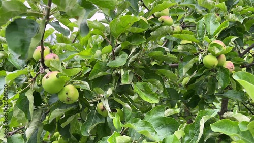A beautiful, lush green apple tree and appetizing, juicy apples on it.
