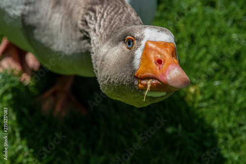 Obraz na plátně Curious domestic goose looking closely at camera with grass in its beak outdoors