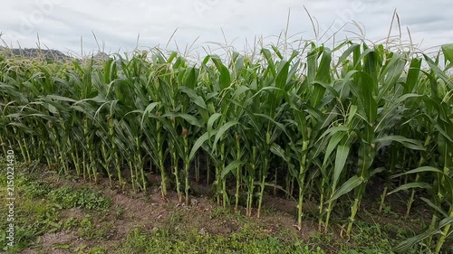 Cornfield Under Cloudy Sky