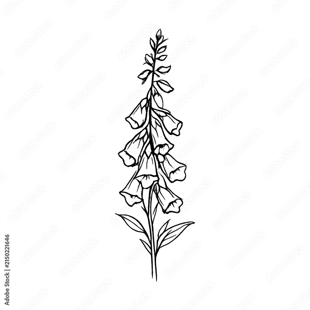 Fototapeta premium PNG Elegant botanical sketch art