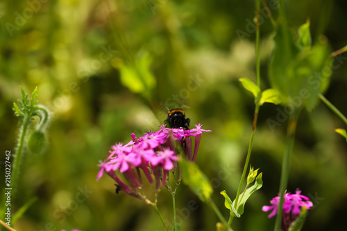 Fotografía Bumblebee Feeding on Vibrant Pink Flowers