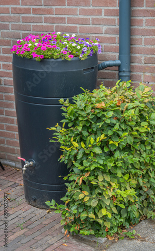 Plastic rain barrel with flowers on house facade, eco friendly rainwater collection system