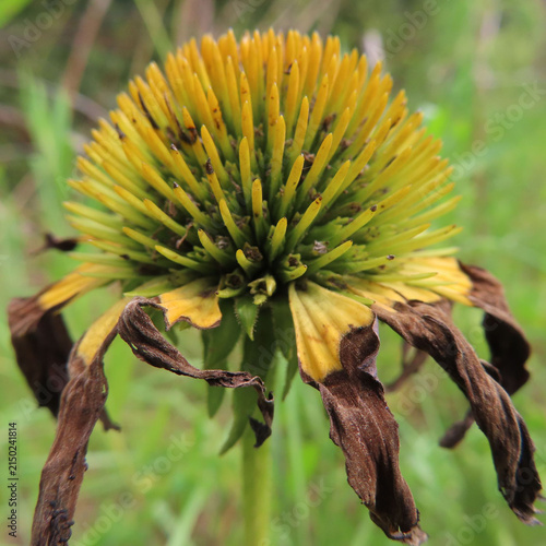 日本で夏にエキナセアが黄色や赤色の花を咲かせています