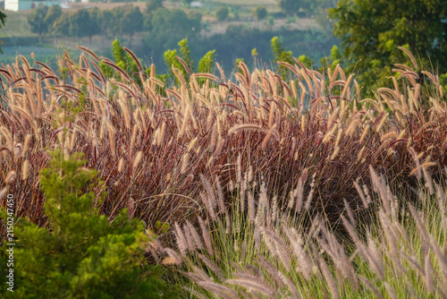 Fotografie Tall ornamental grasses sway gently in a sunlit meadow with blurred green foliage and distant hills creating a serene natural landscape perfect for nature, gardening, or outdoor design projects