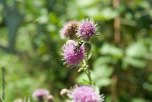 Obraz na plátně Small beetle feeding on a purple blooming Cirsium arvense creeping thistle flowe