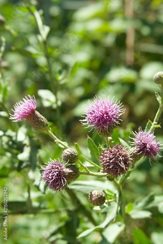 Canvastavla Purple flowers of Canada thistle Cirsium arvense blooming in the wild summer fie