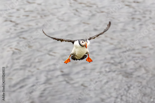 Foto Atlantic puffin Fratercula arctica landing in flight with wings spread and webbe