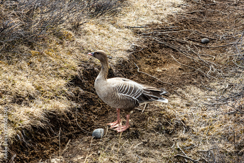 Foto Pink-footed goose Anser brachyrhynchus standing on dry grass in Jokuldalur valle