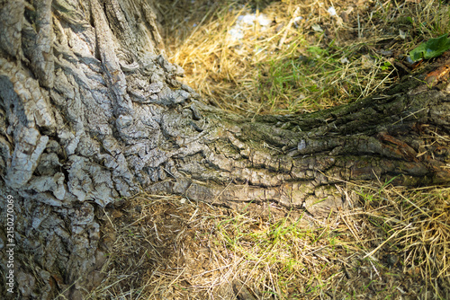 Obraz na plátně Close‑up of a tree trunk and root merging into dry grass