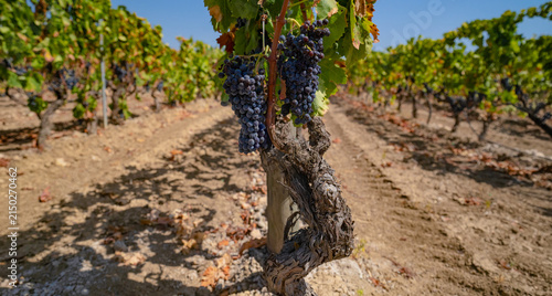 Dark Grape Clusters Ready for Harvest in Sunny Vineyard