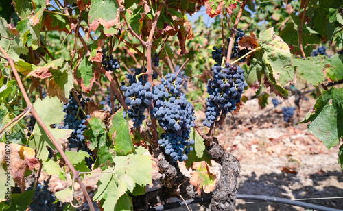 Traditional Vineyard With Dark Grapes Growing in Warm Mediterranean Climate