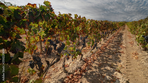 Traditional Vineyard With Dark Grapes Growing in Warm Mediterranean Climate