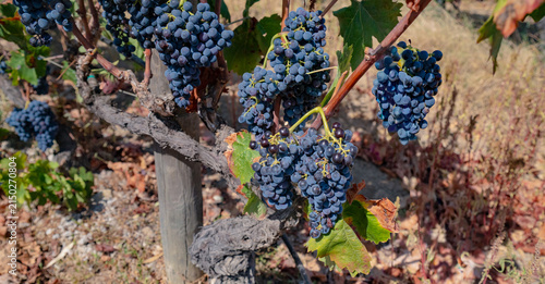 Traditional Vineyard With Dark Grapes Growing in Warm Mediterranean Climate