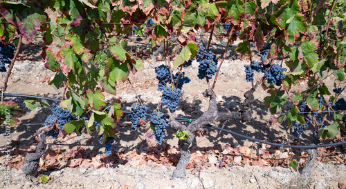 Traditional Vineyard With Dark Grapes Growing in Warm Mediterranean Climate