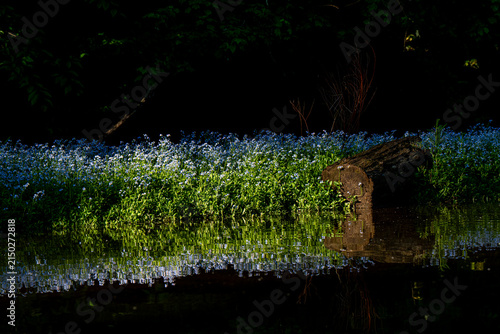Foto Blue Wildflowers Along Shaded Pond With Mossy Log and Mirror-Like Water Reflecti