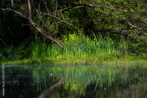 Yellow Iris And Green Marsh Reflected In A Quiet Woodland Pond At Sunrise