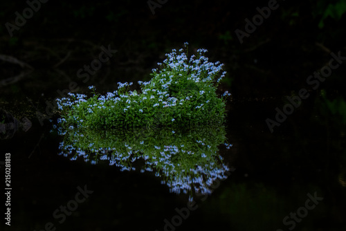 Foto A cluster of small blue flowers grows densely at the edge of a dark pond