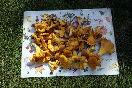 Grzyby kurki - naturalne, zebrane