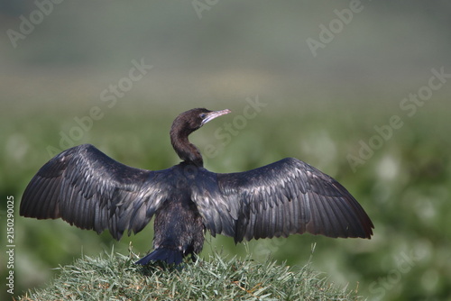 Фотография Little Cormorant with wings spread perched on a branch against blue sky