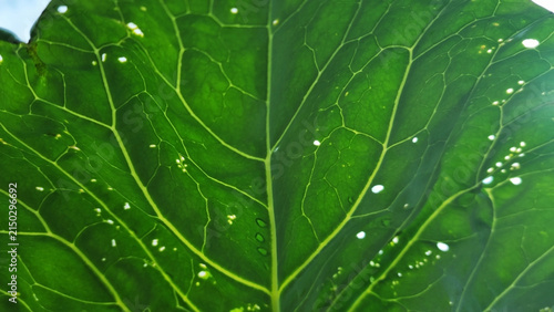 Sky through the holes of cabbage leaves. Contrast image for the background. Selective Focus