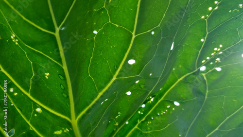 Sky through the holes of cabbage leaves. Contrast image for the background. Selective Focus