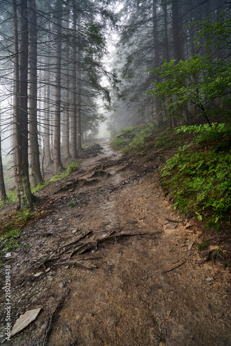 Tapety artystyczne Rocks and roots on a hiking trail in the Beskid Mountains forest