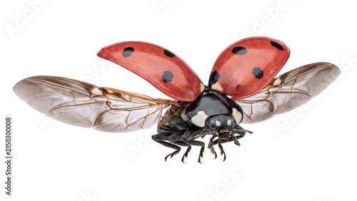 Obraz na płótnie Flying red ladybug insect PNG, Isolated on a transparent background