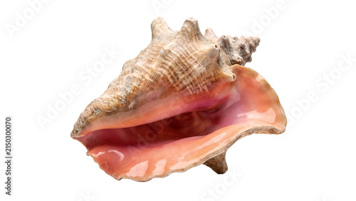 Photography Beautiful pink conch seashell PNG, Isolated on a transparent background