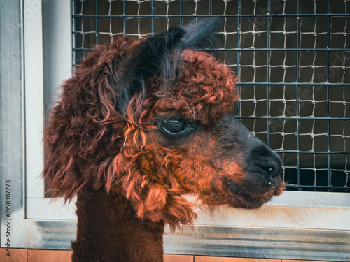 Photography 上野動物園