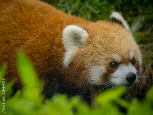 Photography 上野動物園