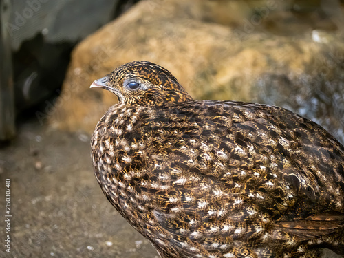 上野動物園