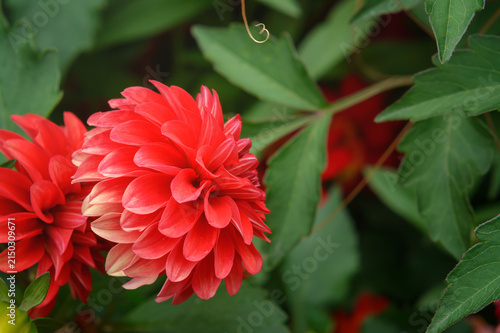 Red dahlia flower on green leaves background