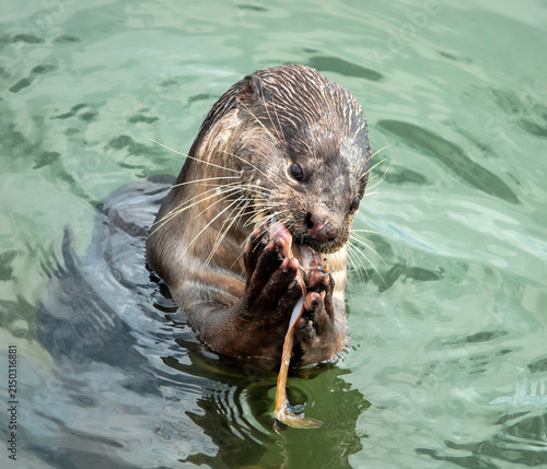 Wild otter from island of Borneo, Sandakan. But in absence of persecution and the presence of fish in cities, otter becomes trusting. Hairy-nosed Otter (Lutra sumatrana) caught a catfish