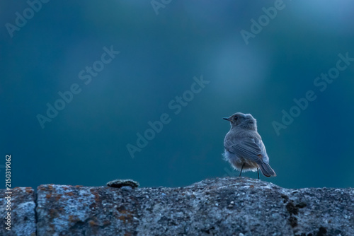 Canvastavla Bird