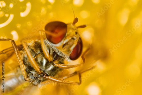 Hygienic measures. A carrier of intestinal diseases has been caught. Housefly (ultra-macro portrait) against the background of flypaper