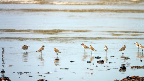 Flock of Mongolian dotterel (Charadrius mongolus) wintering on the shore of the South China Sea, Borneo Island