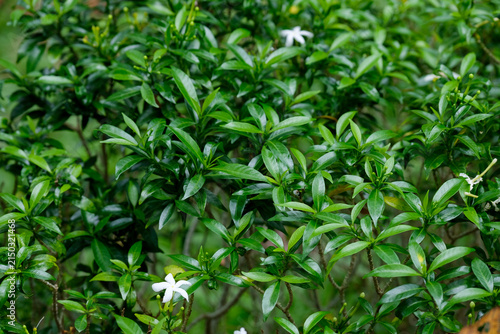 Top down view of Mondokaki or Tabernaemontana divaricata green leaves in a garden