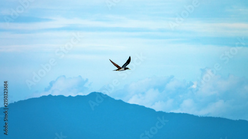 Piscivorous oceanic bird Brown booby (Sula leucogaster) flies over the wintertime Bali sea