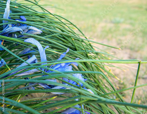 Desert Iris (iris tenuiflia). Areg. Spring in the White Desert (Akkum), where the Aral Sea once stood. Carex arenaria around